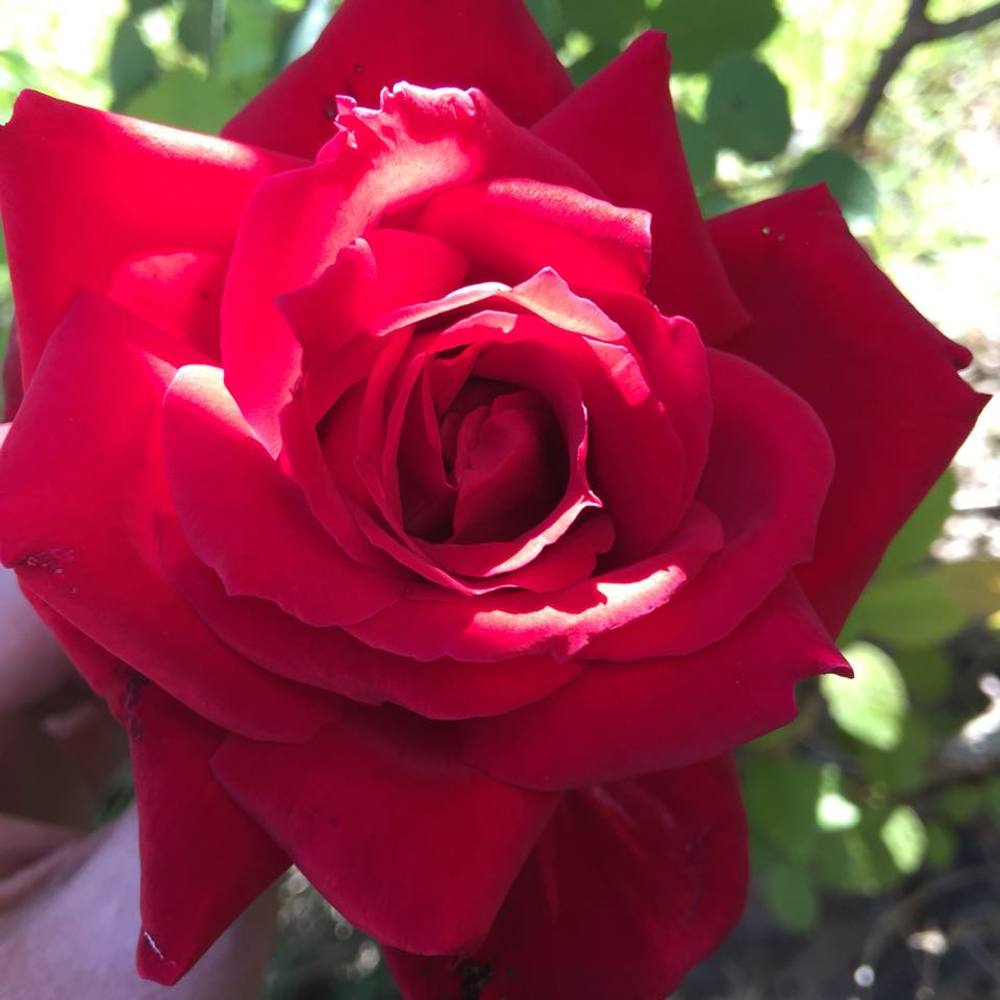 Meet your Posher, Suzanne